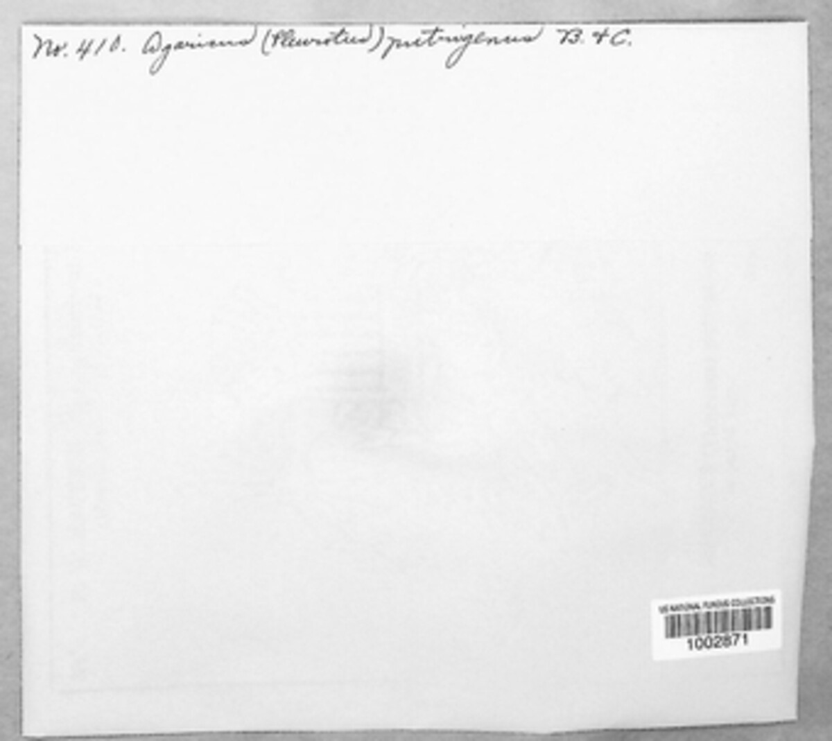 Crepidotus applanatus image
